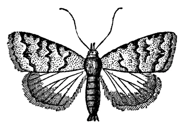 Pyralidina Een Kleine Mot Met Lange Slanke Lichaampjes Grote Voorvleugels — Stockvector