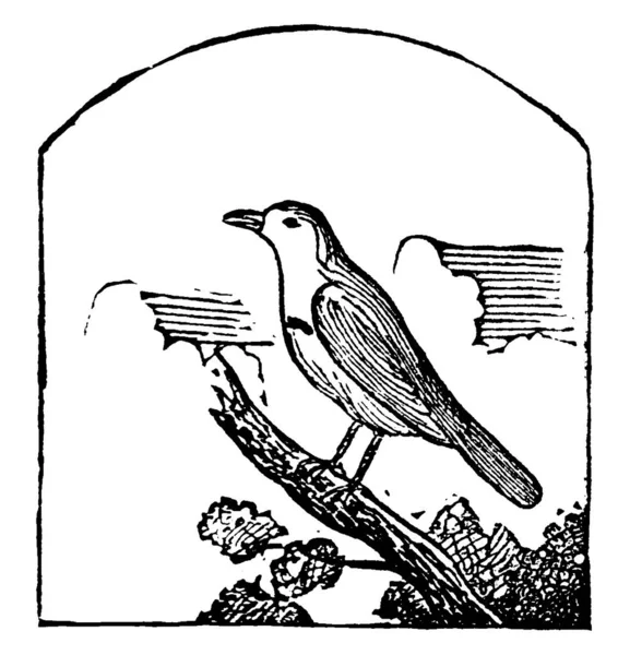 Nightingale Επίσης Γνωστή Rufous Αηδόνι Είναι Ένα Μικρό Περαστικό Πουλί — Διανυσματικό Αρχείο
