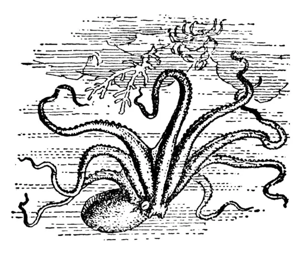章鱼一种八只手臂各有两排吸盘的章鱼没有尾随的章鱼突出的头由一个独特的脖子与身体相连 身体短小精悍 形似圆圆圆的 有古老的线条画或雕刻图解 — 图库矢量图片