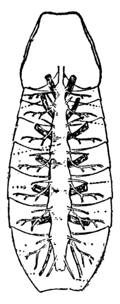 石灰岩ポリフェムスの右側の同軸グランドの典型的な表現 その4つの横のローブ 同軸のシックなベースの縦のローブと後側の境界 ヴィンテージラインの図面やイラストを彫刻 — ストックベクタ
