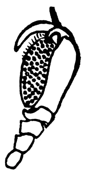 ウォータースカベンジャービートルは春に発見され 彼らは晩春に卵を産む ヴィンテージライン図面や彫刻イラスト — ストックベクタ