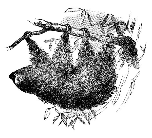 Род Тардиградных Зубчатых Млекопитающих Включая Унау Двух Ленивцев Пальцами Ног — стоковый вектор