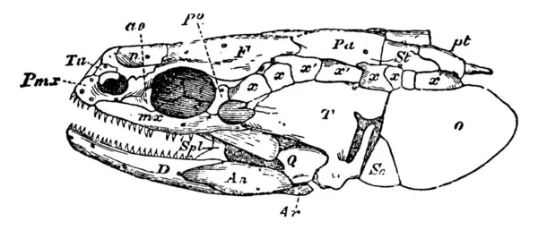 Una Representación Típica Vista Lateral Del Cráneo Con Los Huesos — Vector de stock