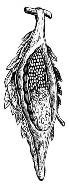 Immagine Raffigura Borsa Della Femmina Bagworm Hyrtdopteryx Ephemeraeformis Specie Tagliata — Vettoriale Stock