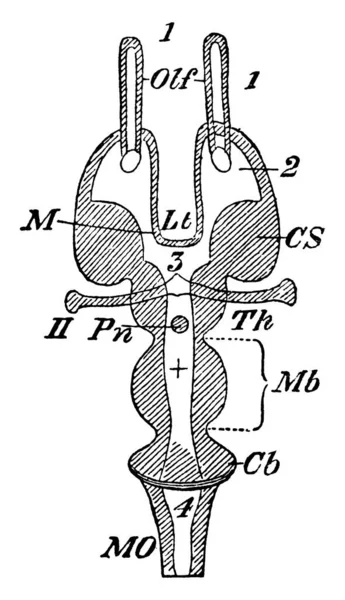 横断面の脊椎動物のエンケファロンで その部分にラベル ヴィンテージライン図面または彫刻イラストが付いています — ストックベクタ