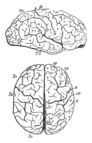 小脑剖面和顶点视图的典型表示 附有标识 老式线条绘图或雕刻图解 — 图库矢量图片