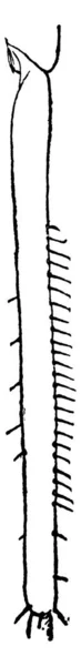 Зображення Aleyrodes Citri Задня Тібія Малюнок Вінтажних Ліній Або Графіка — стоковий вектор