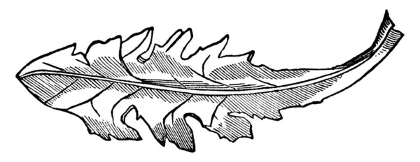 羽状葉の分節が下向きに向けられ 三角形の形 ヴィンテージラインの図面や彫刻イラストで示されます — ストックベクタ