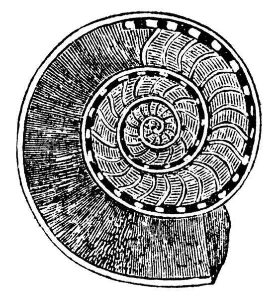 Una Tipica Rappresentazione Ammonites Obtusus Che Mostra Camere Interne Selle — Vettoriale Stock