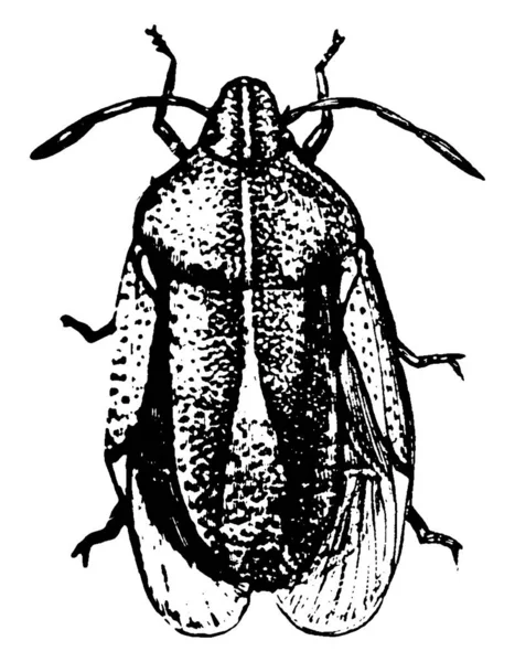 Figure Montre Punaise Marbrée Marbrée Brune Qui Est Insecte Famille — Image vectorielle