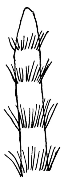 Tufts Hair Setae Megachile Growing Each Row Vintage Line Drawing — Stockový vektor