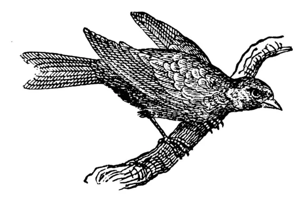 Kanárek Serinus Canaria Domestica Zpěvný Pták Starodávná Kresba Nebo Rytina — Stockový vektor