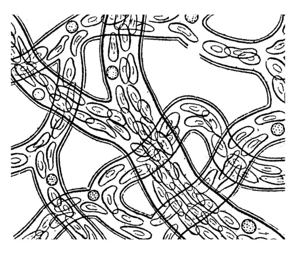 在显微镜下观察到的青蛙脚网上的血液循环 就像无数圆点球体的结构 以及肾形 老式线条画或雕刻图解的结构 — 图库矢量图片