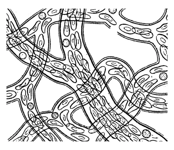Circulação Sangue Teia Uma Como Visto Sob Microscópio Parece Estruturas —  Vetores de Stock