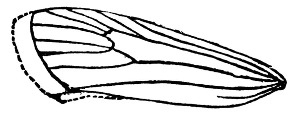 地中海性小麦粉蛾エフェシア クニエラ種の構造上の詳細で Y字型 のマーキングとやや楕円形をしており 一方の端には想像上の線がほとんどなく もう一方の端に向かってテーパー状になっている — ストックベクタ