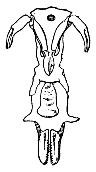 利木耳多毛体的无性系中段腹面的典型表现 其部分如转移体 额下正中硬质体和其他有标记的复古线条画或雕刻假象 — 图库矢量图片