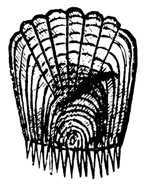 Κλίμακες Των Ψαριών Κλίμακα Ctenoid Vintage Γραμμή Σχέδιο Χάραξη Εικονογράφηση — Διανυσματικό Αρχείο