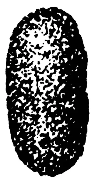 果虫茧 Mineola Vaccinii种 椭圆形 点缀有深色阴影 复古线条画或雕刻插图 — 图库矢量图片