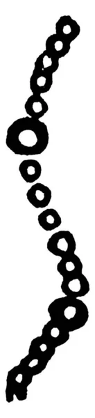 一种典型的Leuconostoc肠系膜球菌椅子的表现 有两个休息孢子 人体孢子 老式线条画或雕刻插图 — 图库矢量图片