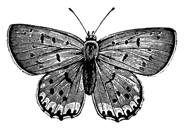 Image Représente Papillon Femelle Espèce Chrysophanus Thoe Avec Ses Ailes — Image vectorielle