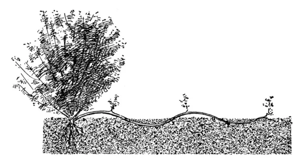 Une Grande Branche Serpentine Plié Manière Ondulée Les Parties Courbées — Image vectorielle