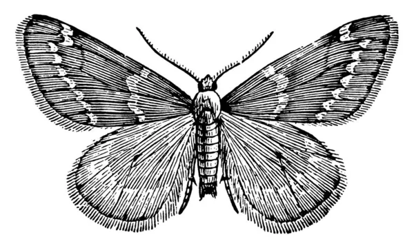 Imagem Retrata Espécies Uma Mariposa Masculina Que São Noturnas Desenho —  Vetores de Stock