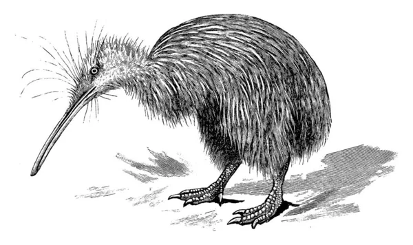 Kiwi Sont Des Oiseaux Sans Vol Originaires Nouvelle Zélande Dessin — Image vectorielle