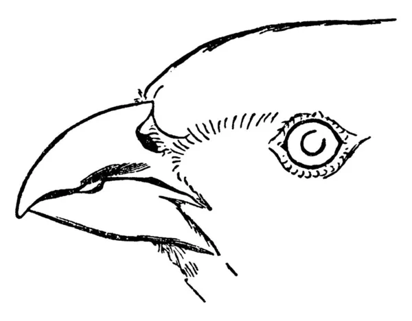 Вид Зображений Малюнку Середнього Розміру Птаха Rhamphocorys Clot Bey Лице — стоковий вектор