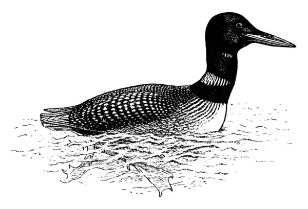 龙是水鸟科的一种潜水水鸟 它靠潜水 画龙纹或雕刻图解来觅食 — 图库矢量图片