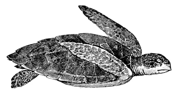 海龟甲壳类动物海龟甲壳类动物中的一种 有古老的线条画或雕刻插图 — 图库矢量图片
