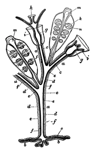 Иллюстрация Показывающая Возможные Модификации Лиц Калиптобластической Гидромедузы Маркировкой Частей Рисунок — стоковый вектор