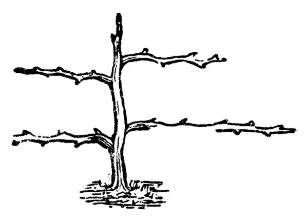 Типичное Изображение Обрезки Дерева Горизонтальной Подготовкой Наблюдаемое Третьем Году Жизни — стоковый вектор