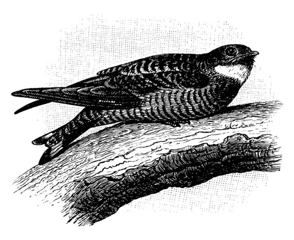 Nighthawk Nocturnal Bird Subfamily Chordeilinae Long Wings Short Legs Very — Stock Vector