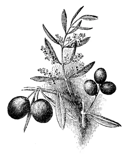 Imagen Que Muestra Ramas Frutos Planta Olivo Fruto Circular Utiliza — Archivo Imágenes Vectoriales