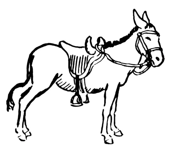 後ろに鞍をつけたロバが描かれており 長い耳と勇ましい声 ヴィンテージの線画や彫刻のイラストが特徴です — ストックベクタ