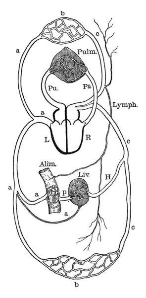 Diagramme Circulation Avec Des Pièces Comme Foie Alim Système Artériel — Image vectorielle