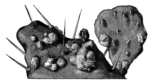 Cochineal Coccus Cacti Ahora Conocido Por Ser Insecto Escamas Relacionadas — Vector de stock