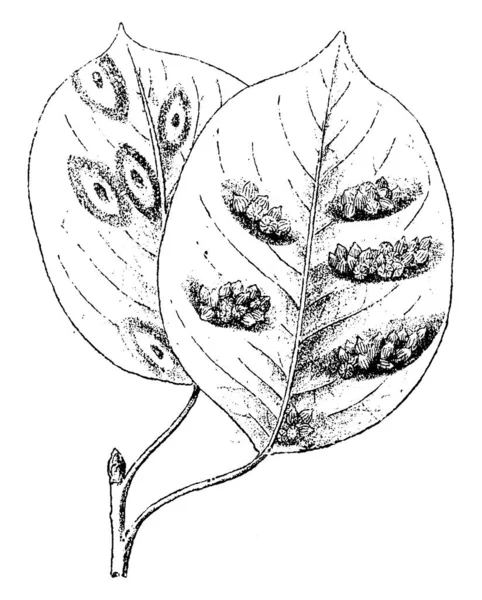 Грушевые Листья Полностью Покрыты Грибком Который Является Roestelia Cancellata Рисунок — стоковый вектор