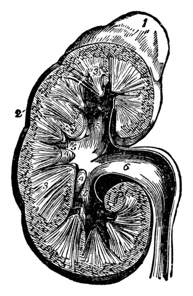 腎臓の断面は 脊椎動物に見られる豆型の器官で 廃棄物を除去し 栄養を吸収し Phバランス ヴィンテージラインの描画または彫刻イラストを維持します — ストックベクタ