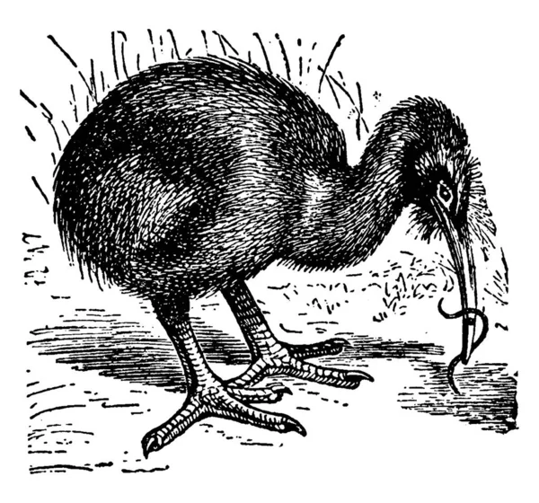阿普特里克斯是新西兰的一种不会飞的鸟 它是一种古老的线条绘画或雕刻插图 — 图库矢量图片