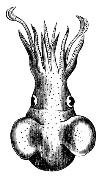 Mürekkep Balığı Mürekkep Balığı Sepiida Cinsinin Deniz Yumuşakçasıdır Kefalopoda Sınıfına — Stok Vektör