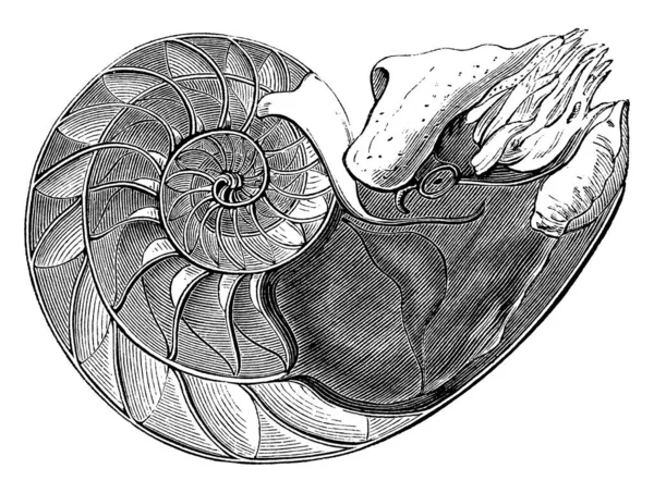 Pearly Nautilus Mollusco Pelagico Della Famiglia Dei Cefalopodi Nautilidae Partizionato — Vettoriale Stock