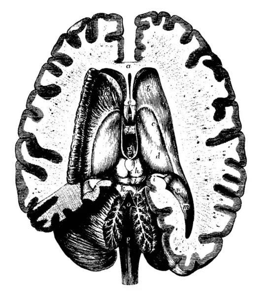 第三及び第四の心室を示す脳の部分の横断面図 ヴィンテージ線画又は彫刻図 — ストックベクタ