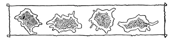 Imagen Que Muestra Múltiples Amebas Cada Una Con Propio Núcleo — Vector de stock