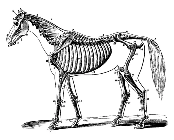 Squelette Cheval Montrant Relation Avec Contour Animal Latéralement Dessin Ligne — Image vectorielle