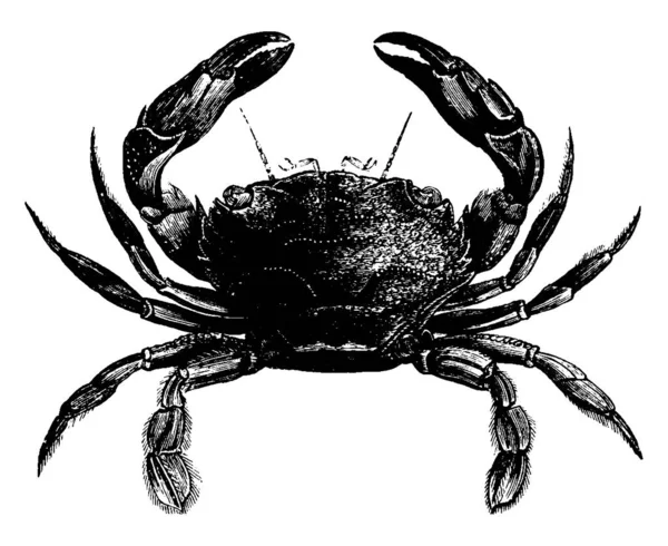 螃蟹是一种生活在海里和陆地上的动物 它有八条腿 一条很长的尾巴 一对钳子 厚厚的外骨骼 古老的线条画或雕刻插图 — 图库矢量图片