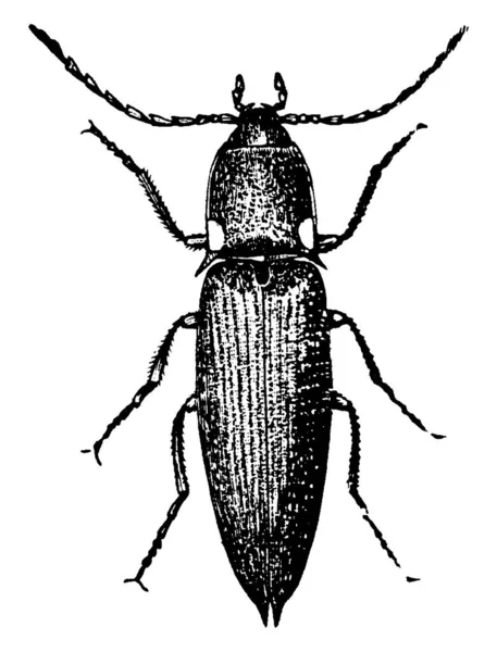 Ein Käfer Mit Ovalem Körper Der Mit Längsstreifen Gesprenkelt Ist — Stockvektor