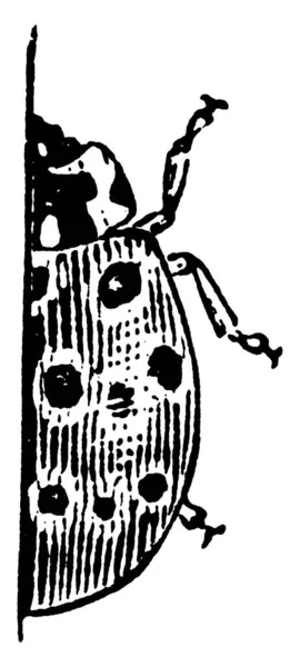 Ladybird Pequeño Insecto Que Desde 18Mm Dibujo Línea Vintage Ilustración — Vector de stock