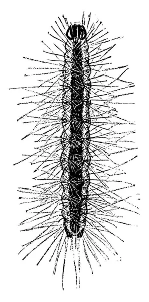 Fall Web Worm Pupa Моль Семействе Arctiidae Известная Главным Образом — стоковый вектор