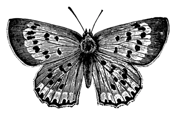 写真は蝶のオス クリソファヌスの種を描いたもので 翼は大胆にパターン化され ヴィンテージの線画や彫刻のイラストが描かれています — ストックベクタ